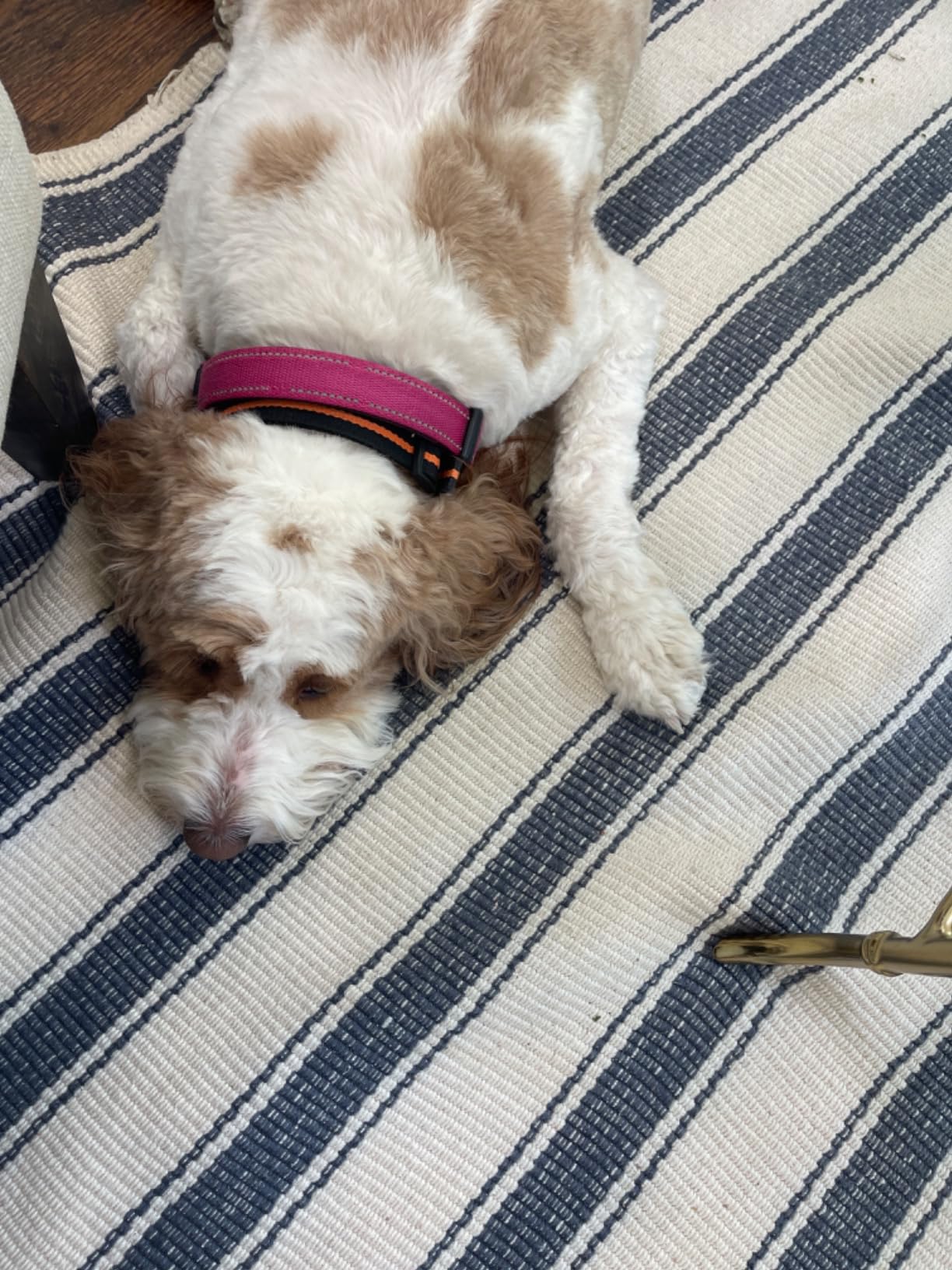 Bissell Multi-Purpose Portable Carpet and Upholstery Cleaner, 1400B, Green with Bissell 74R7 Pet Stain & Odor Portable Machine Formula, 32-Ounce, Fl Oz Customer Review Bissell Multi-Purpose Portable Carpet and Upholstery Cleaner, 1400B, Green with Bissell 74R7 Pet Stain & Odor Portable Machine Formula, 32-Ounce, Fl Oz - Customer Photo 2