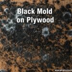 Black Mold on Plywood