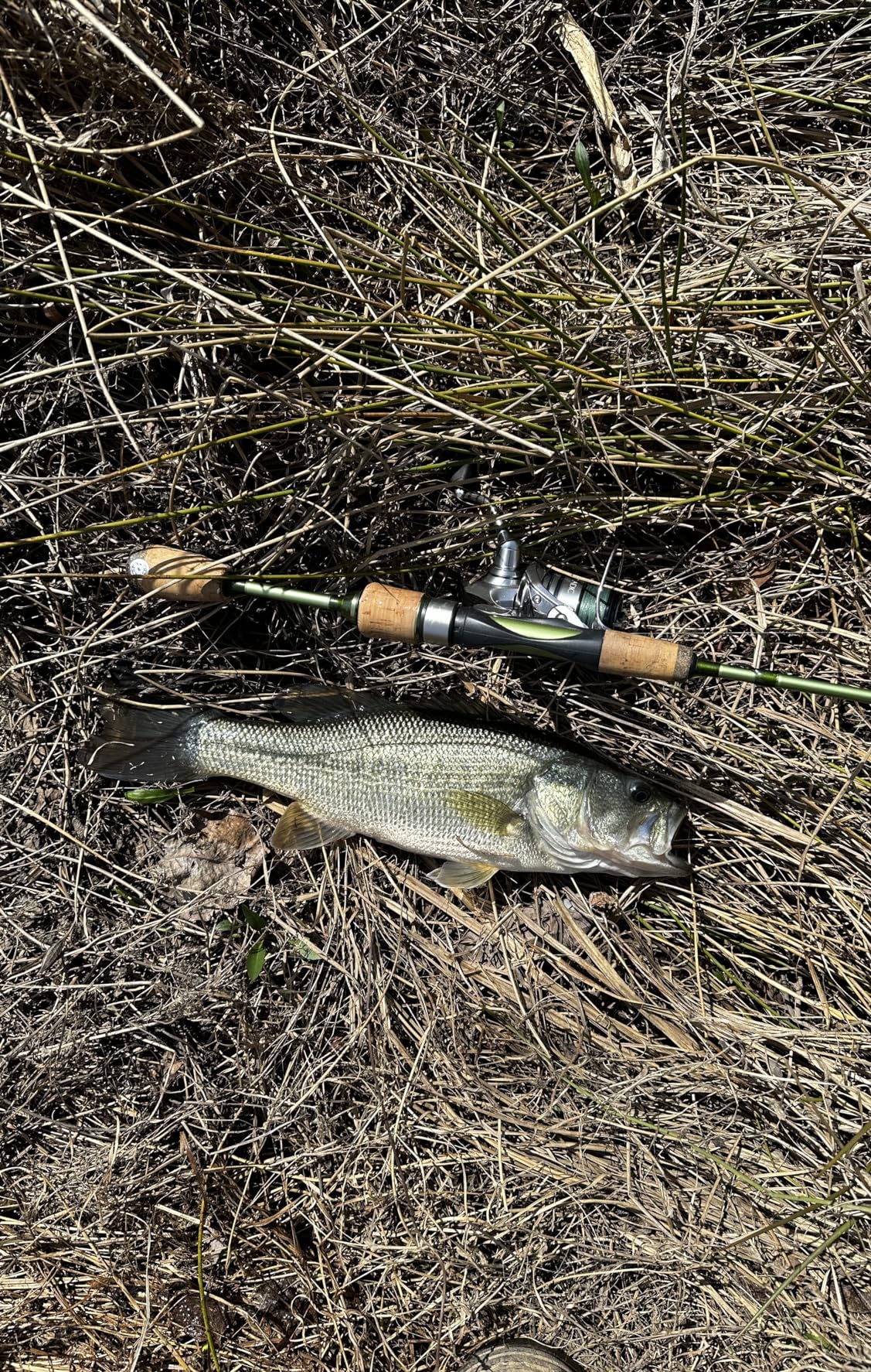 Temple Fork Outfitters Trout Panfish II Series Spinning Rod customer photo 2