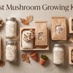Best Mushroom Growing Kits