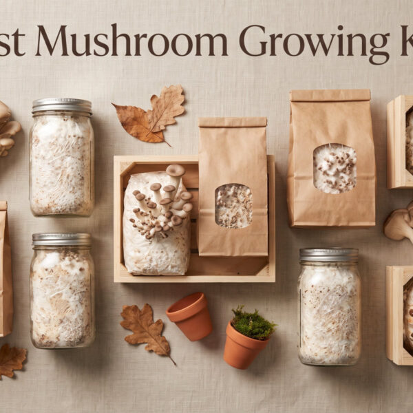 Best Mushroom Growing Kits