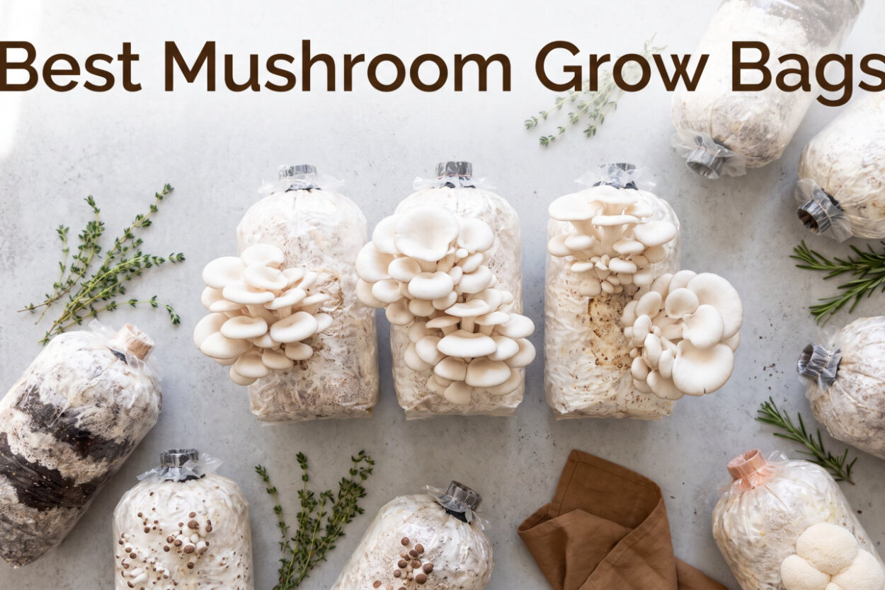 Best Mushroom Grow Bags
