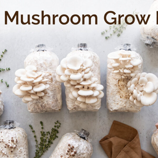 Best Mushroom Grow Bags