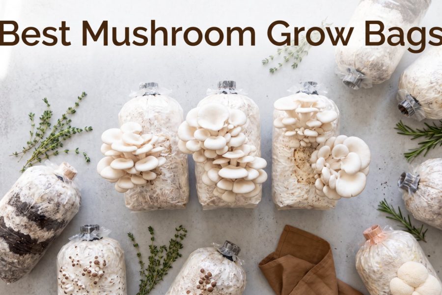 Best Mushroom Grow Bags