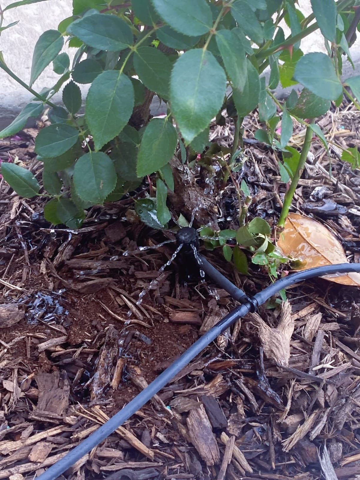 Rain Bird T22-250S Drip Distribution Tubing, 1/4