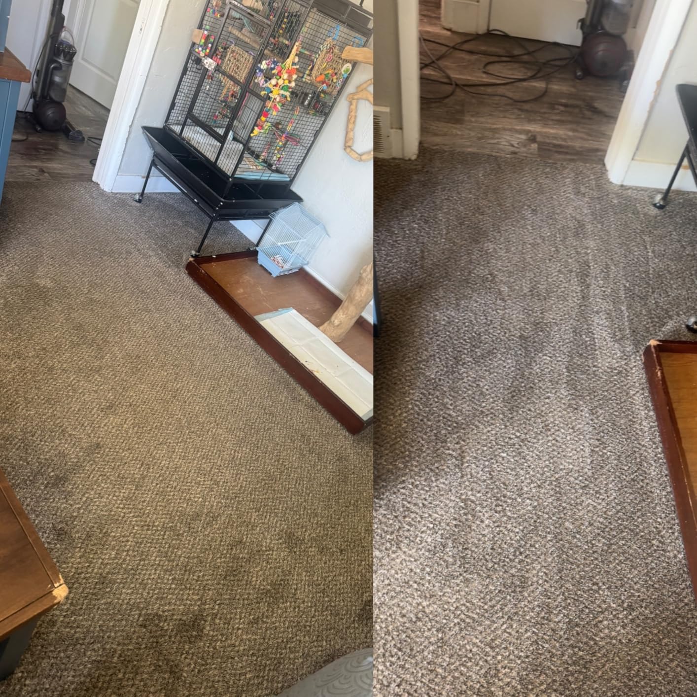 Rug Doctor Mighty Pro X3 Commercial Carpet Cleaner with Oxy Cleaner Pack | Includes 48 oz Oxy Carpet Cleaning Solution Removes Wine, Mud, Vomit and other Tough Stains customer photo 2