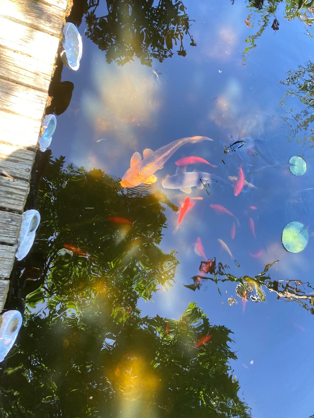 Jebao PU-36 Pond and Aquarium Clarifier, 36-watt | Up to 8,800 Gallons Non-Submersible UVC Water Clarifier for Koi Ponds, Aquariums & Water Gardens customer photo 2