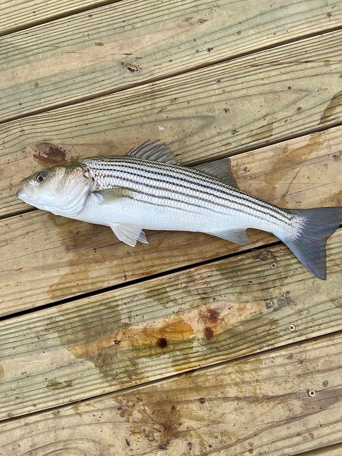 Ugly Stik Bigwater Spinning Fishing Rod customer photo 2