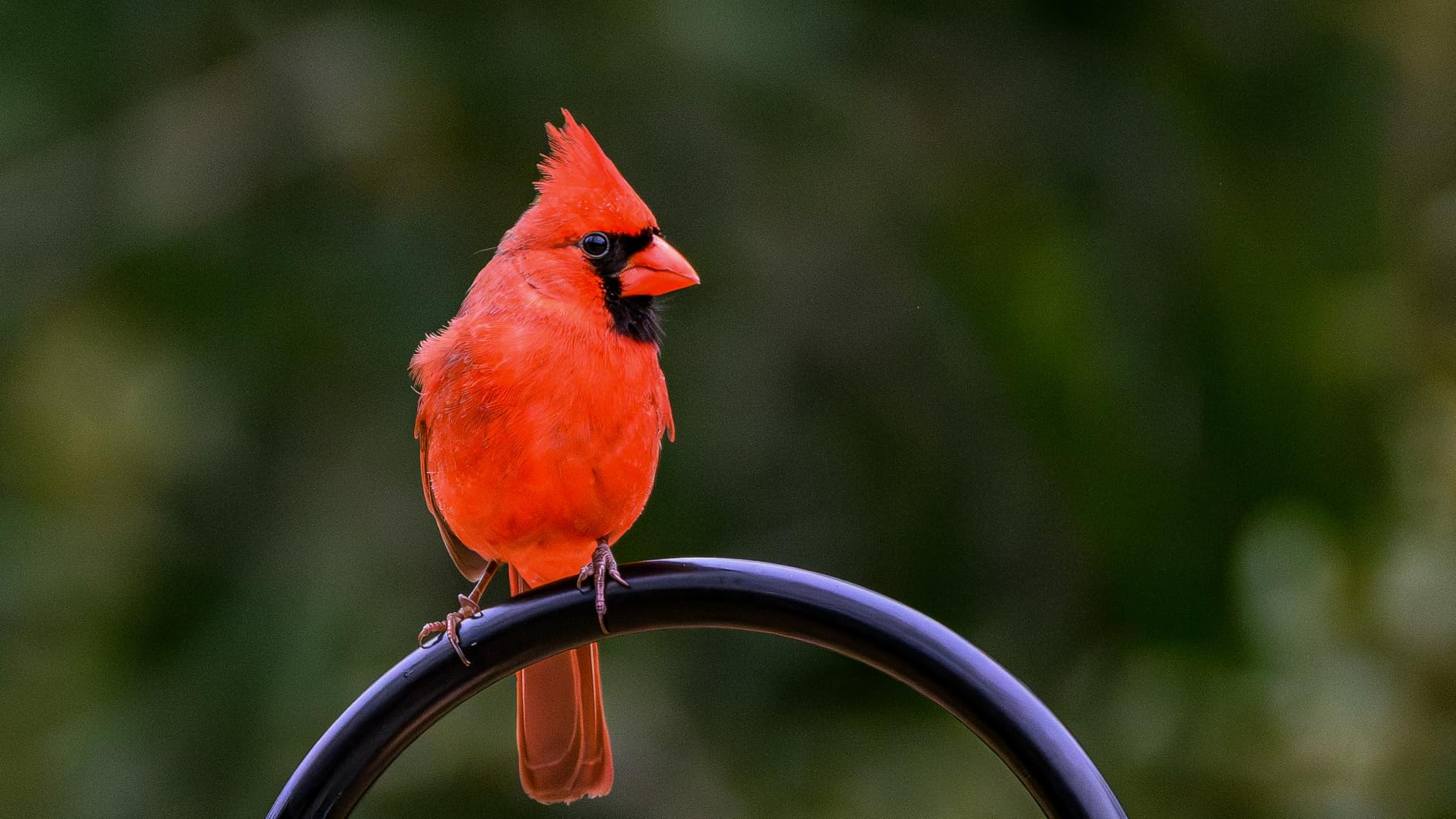 NIKKOR Z 180-600mm f/5.6-6.3 VR customer photo 1
