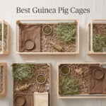 Best Guinea Pig Cages