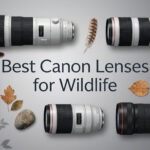 Best Canon Lenses for Wildlife