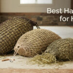 Best Hay Nets for Horses