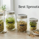Best Sprouting Jars