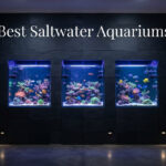 Best Saltwater Aquariums