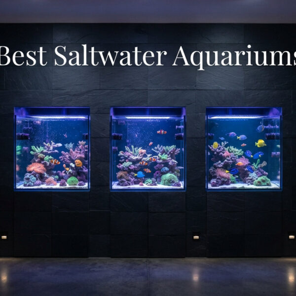 Best Saltwater Aquariums