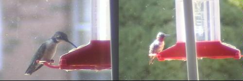Perky-Pet Window Mount Hummingbird Feeder, 8 oz Nectar Capacity customer photo 2
