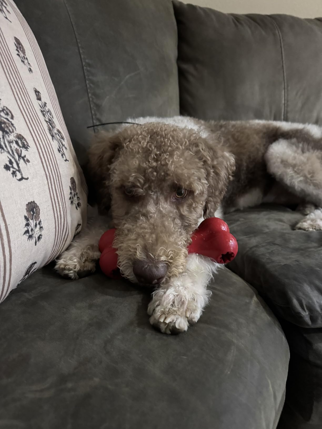 KONG Goodie Bone, Natural Rubber Treat-Dispensing Toy, Red, for Medium Dogs customer photo 2