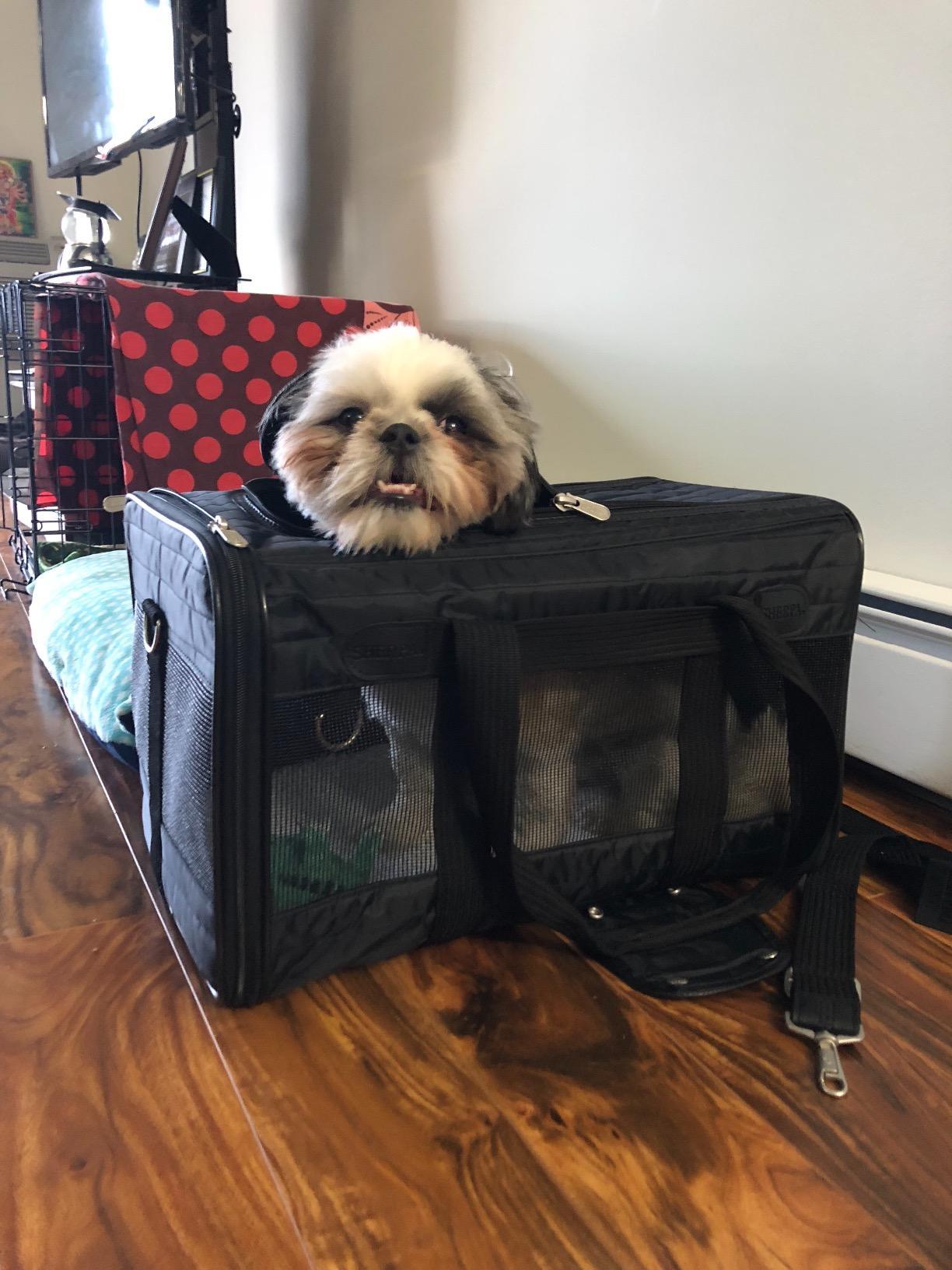 Sherpa Original Deluxe Travel Pet Carrier, Airline Approved & Guaranteed On Board - Black, Medium customer photo 1