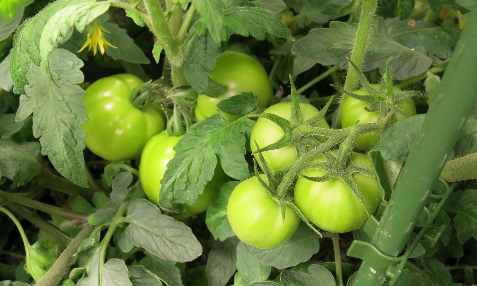 Dr. Earth Organic 5 Tomato, Vegetable & Herb Fertilizer Poly Bag customer photo 1