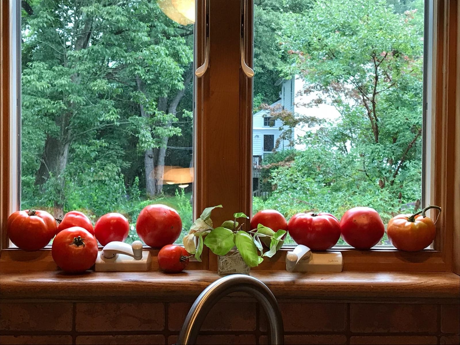 Espoma Organic Tomato-Tone 3-4-6 with 8% Calcium. Organic Fertilizer for All Types of Tomatoes and Vegetables. Promotes Flower and Fruit Production. 4 lb. Bag customer photo 1