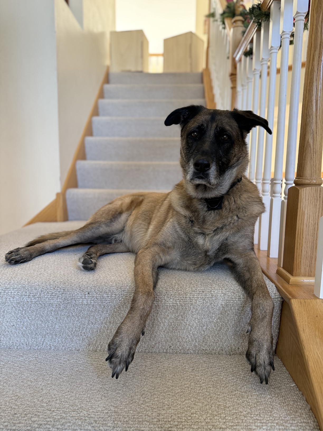 PetSafe Happy Ride Folding Dog Ramp customer photo 2