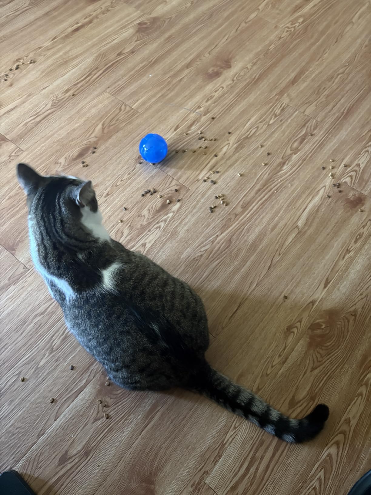 PetSafe Slimcat Feeder Ball Cat Toy, Blue customer photo 2