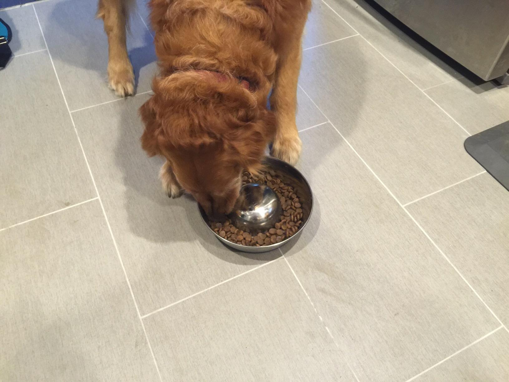 OurPets DuraPet Slow Feed Premium Stainless Steel Bowl - Heavyweight Durable Stainless Steel Dog Food Bowl, Alternative to Snuffle Mat for Dogs-Medium customer photo 2