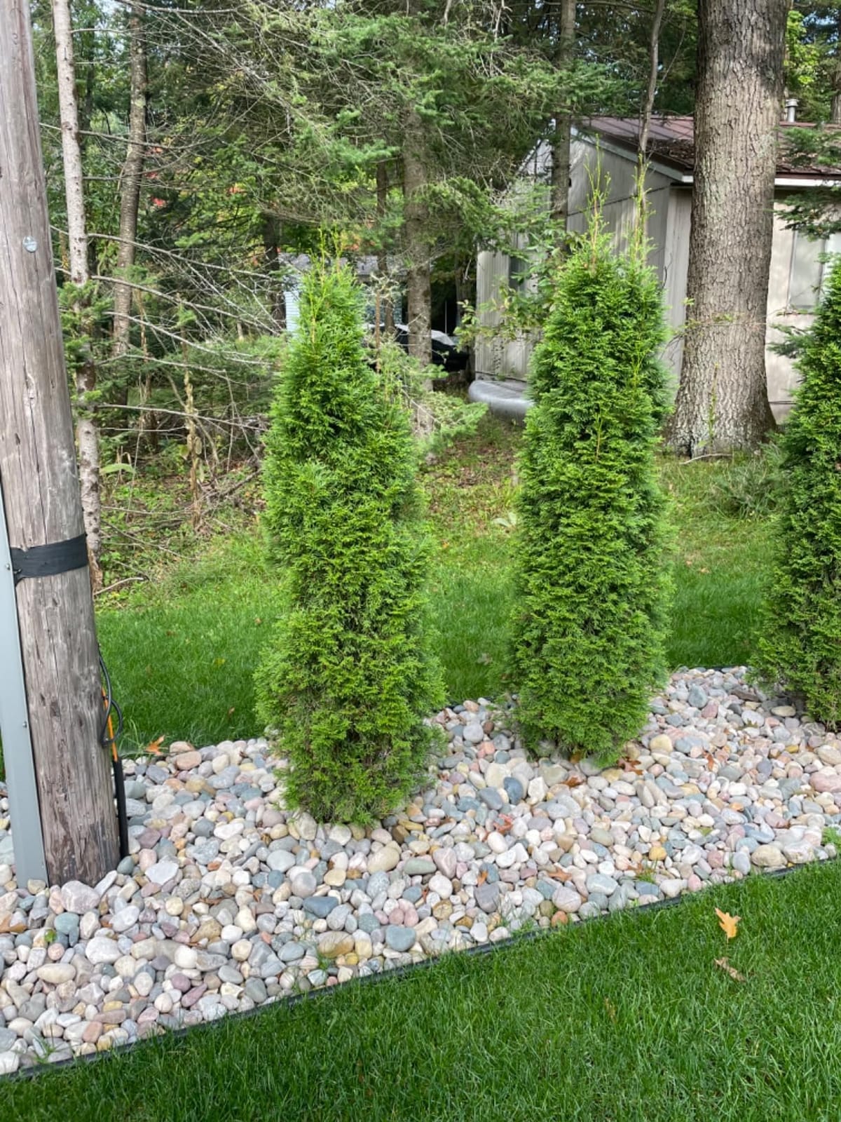 Espoma Organic Plant-Tone 5-3-3 Natural & Organic All Purpose Plant Food; 4 lb. Bag; The Original Organic Fertilizer for All Flowers, Vegetables, Trees, and Shrubs. customer photo 1