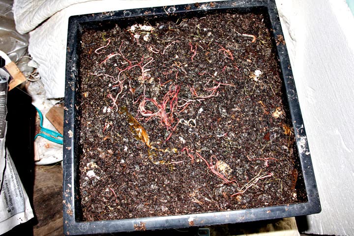 Worm Factory® 360 Black US Made Composting System for Recycling Food Waste at Home – 4 Trays for Efficient Vermicomposting – Durable, Space-Efficient Design, Easy to Assemble, No Odor customer photo 2