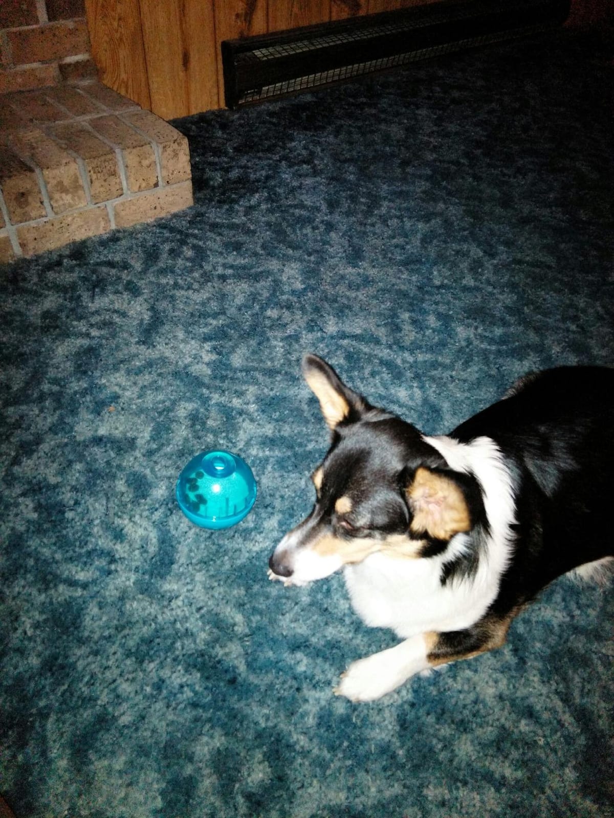 Our Pets Smarter Toys IQ Treat Ball - Colors Mary Vary - 4