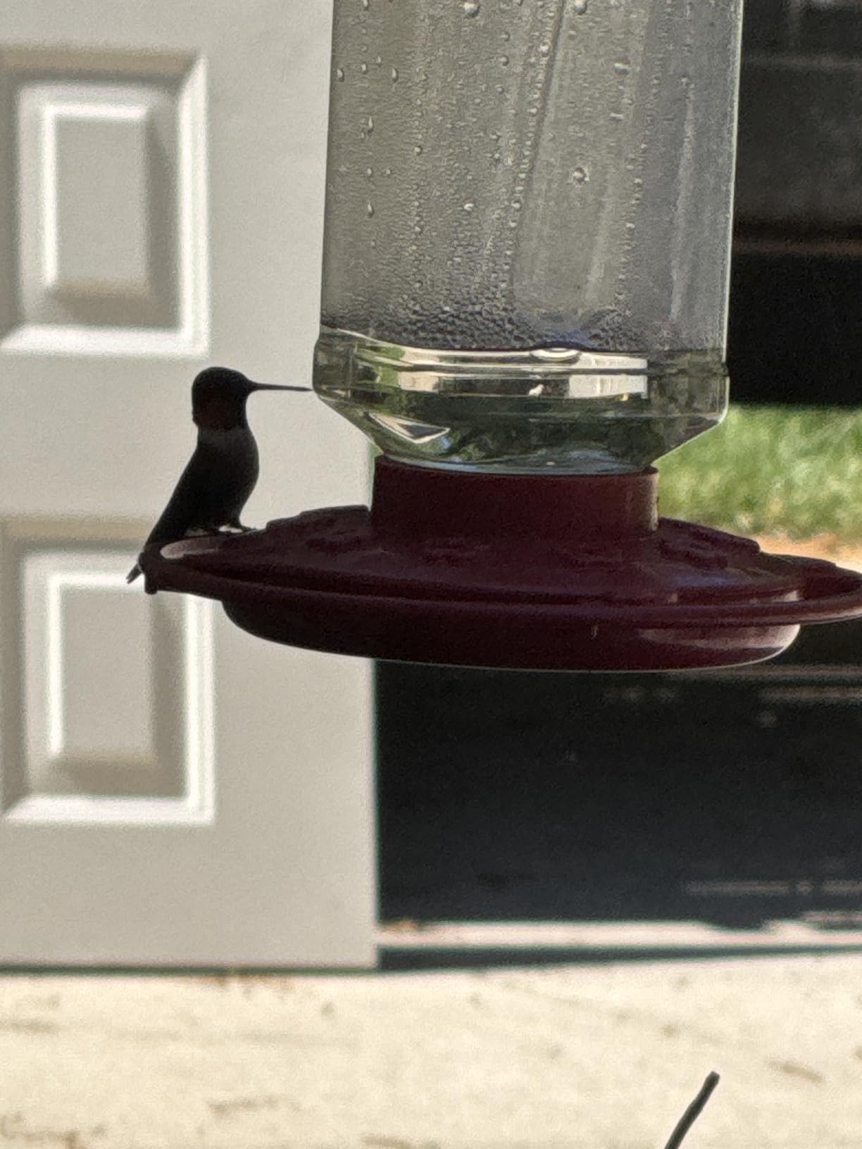 First Nature Hummingbird Feeder - 10 Feeding Ports - Red Base | Wide Mouth Prevents Messy Spills - Sealing Ring Prevents Bottom Leaks - Multi-Port Base Accommodates Flocks customer photo 2