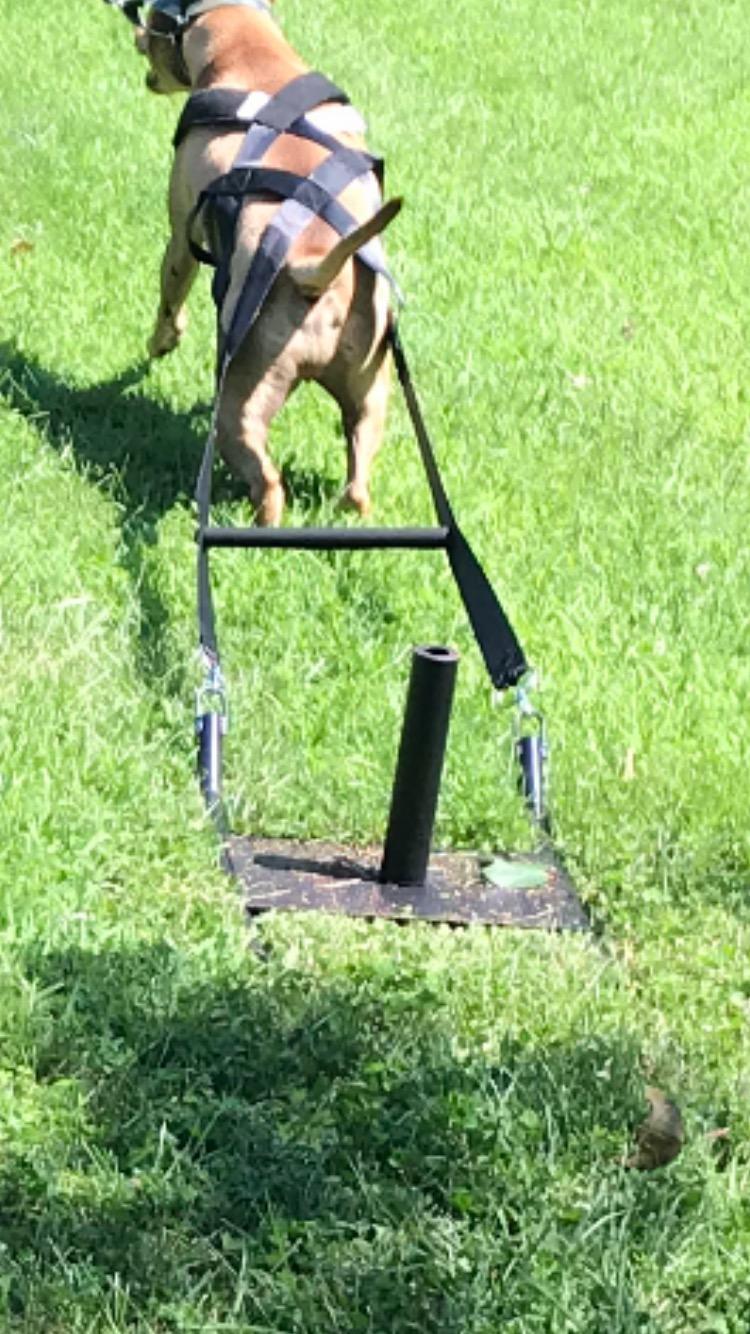Bluedot Trading Power Running Training Speed Weight Sled Push, Pull, and Drag for Athletic Exercise and Speed Improvement, ​​Strength & Conditioning, and Cross-Training customer photo 2