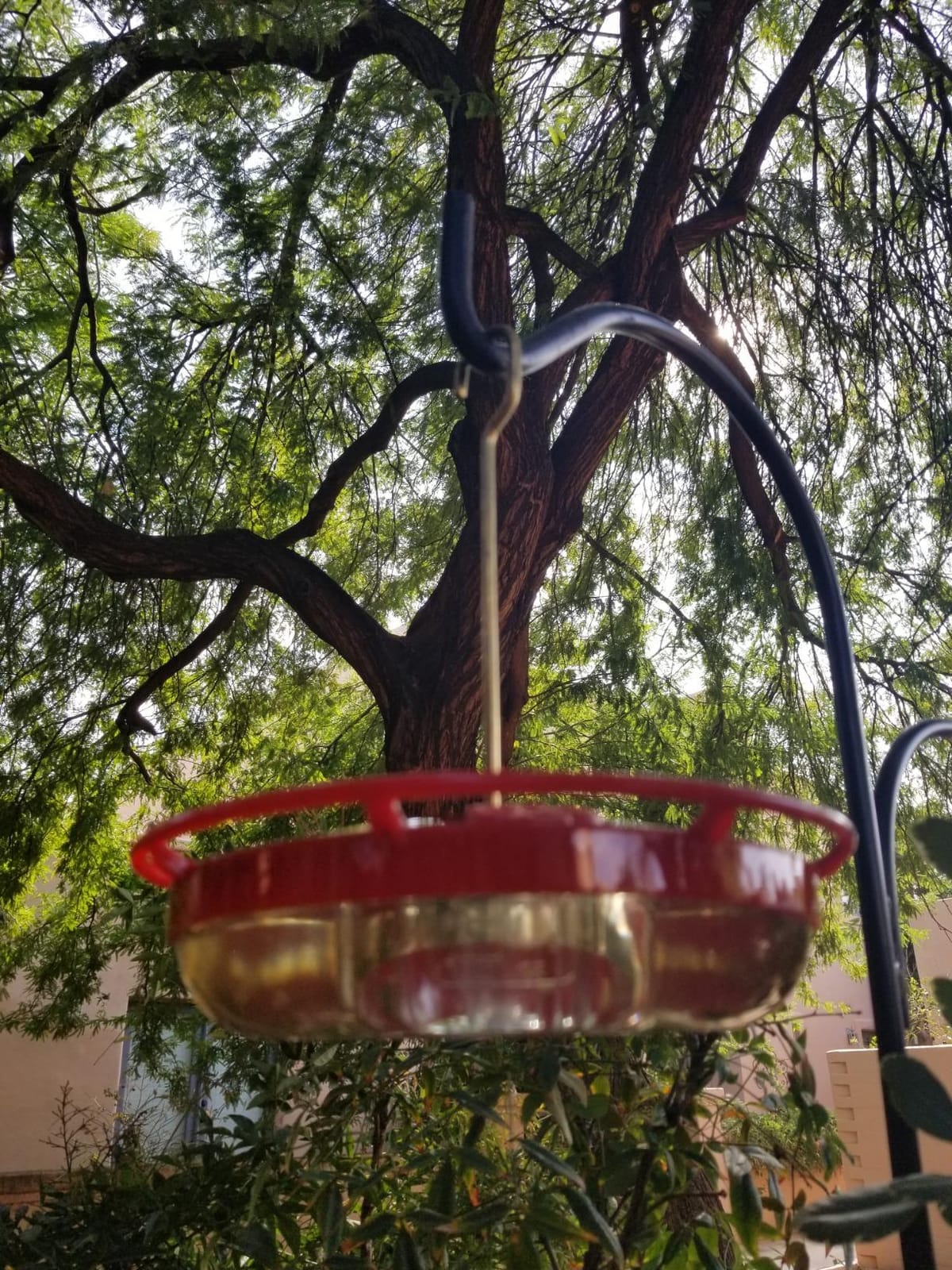 Aspects HummZinger HighView 12 Oz Hanging Hummingbird Feeder - 429, Red customer photo 2