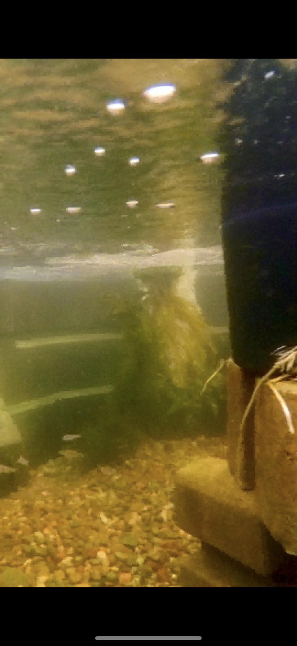 Tetra Pond GreenFree UV Clarifier UVC-5 for Clean & Clear Ponds customer photo 1