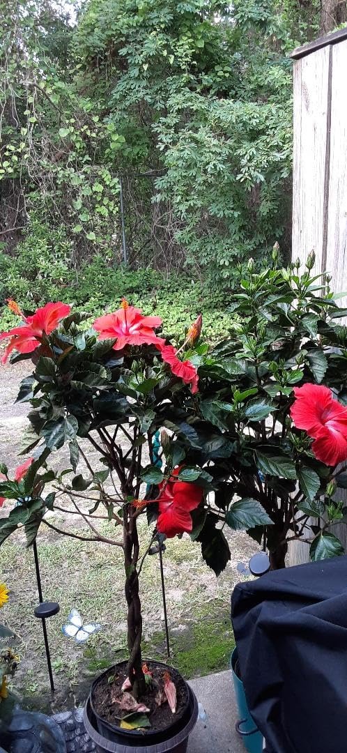 DR EARTH 707P Organic 8 Bud and Bloom Fertilizer in Poly Bag, 4-Pound, Multicolor customer photo 2