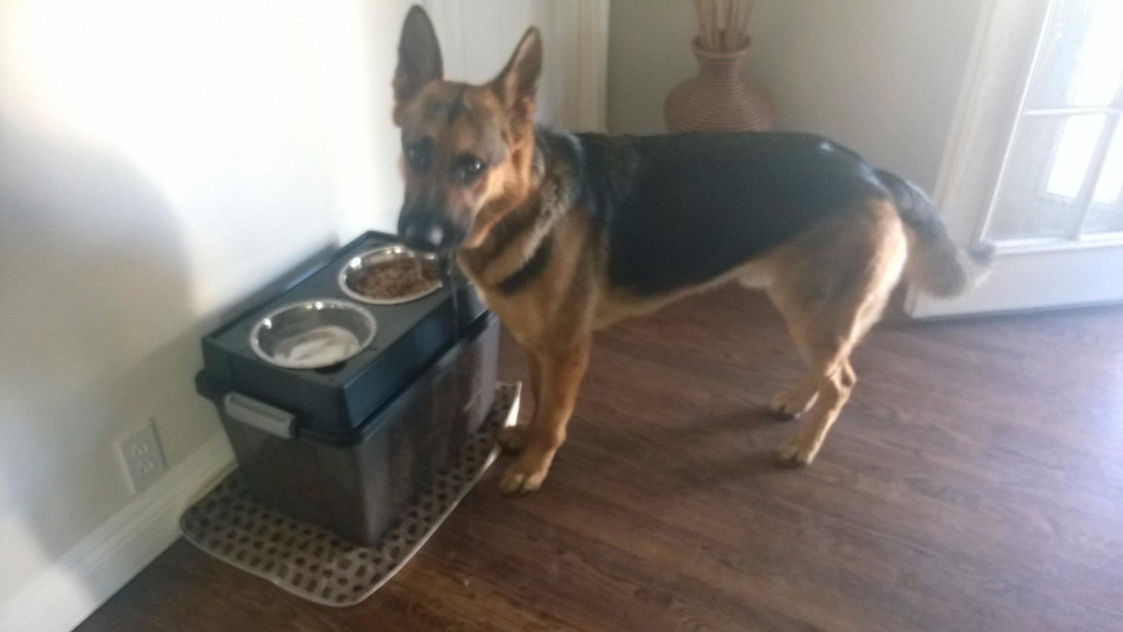 IRIS USA Elevated Dog Bowls 15