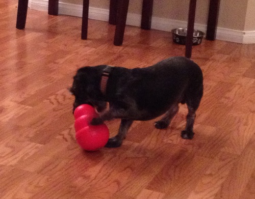KONG Wobbler, Interactive Treat-Dispensing Dog Toy, for Medium/Small Dogs customer photo 1