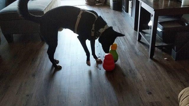 KONG Wobbler, Interactive Treat-Dispensing Dog Toy, for Medium/Small Dogs customer photo 2