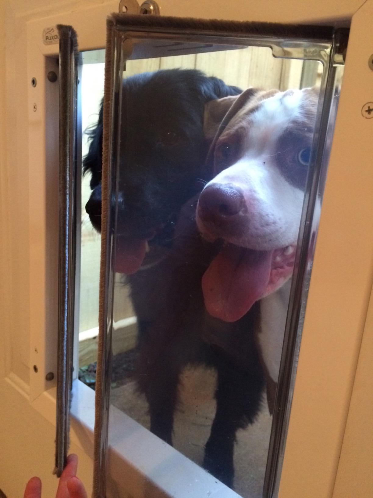 Plexidor Performance Door Mount Pet Doors with Lock and Key (White) customer photo 1