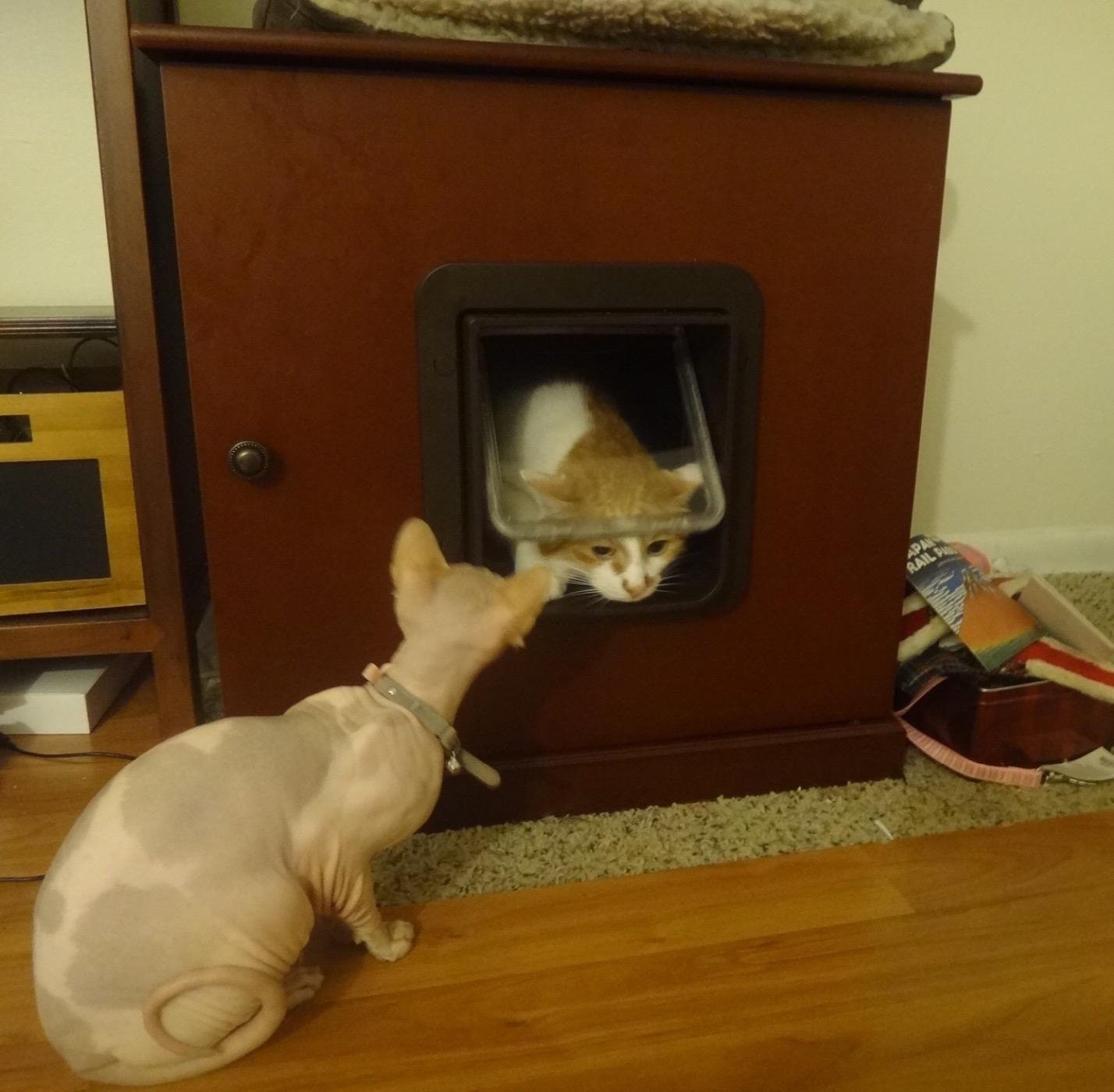 SureFlap Microchip Pet Door (Brown) customer photo 1
