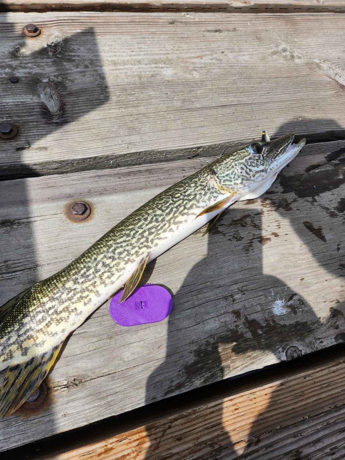 Zebco Z-Cast Casting Fishing Rod, customer photo 1