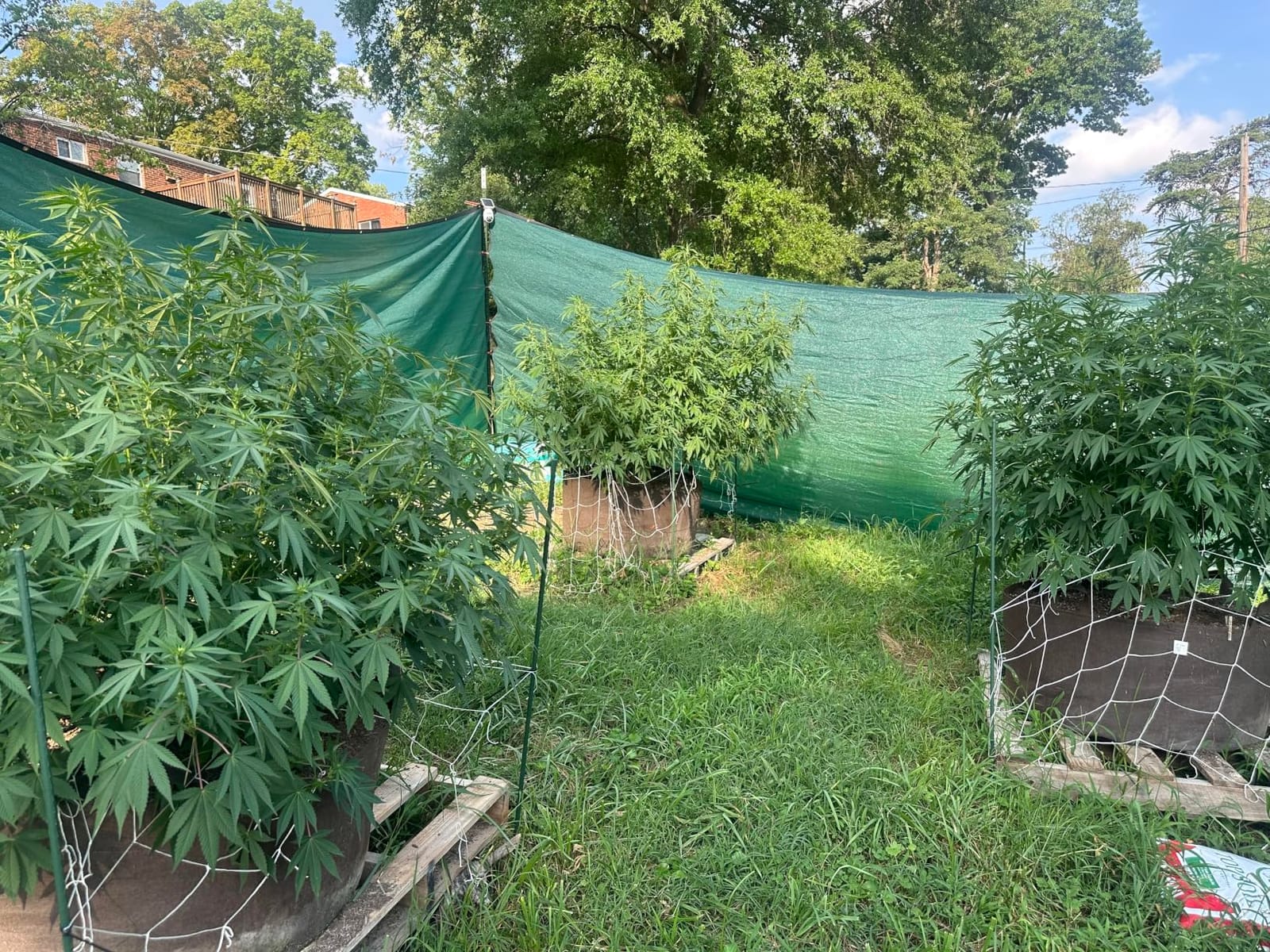 FoxFarm Tiger Bloom Liquid Plant Food - Phosphorus Fertilizer for Buds, Blooms & Flowering - Supports Soil & Hydroponic Systems - High Micronutrient Formula with 2-8-4 Nutrient Ratio - 1 Pint customer photo 2