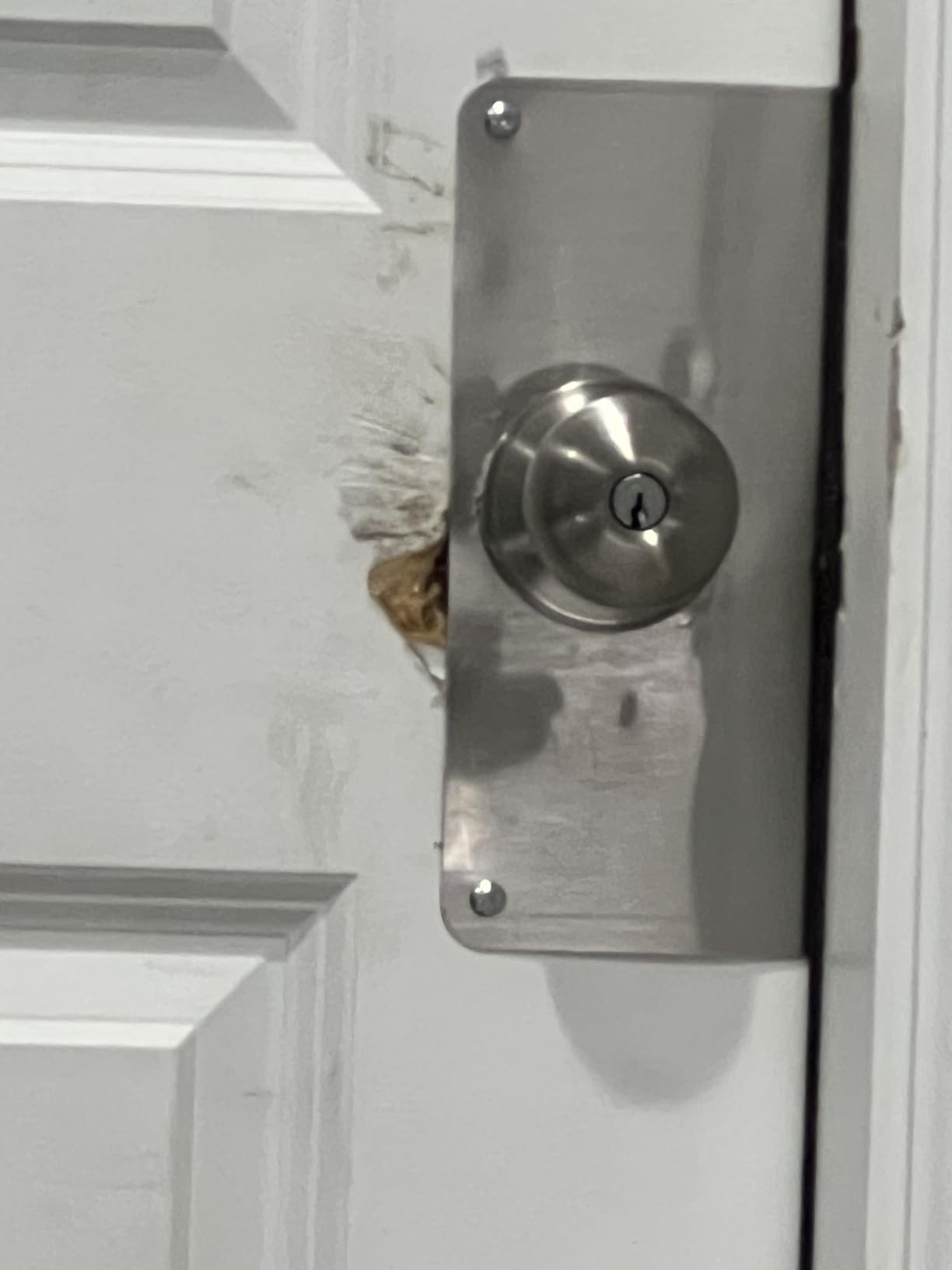Prime-Line U 9552 Stainless Steel Lock and Door Reinforcement Plate for 1-3/4 In. Thick Doors, Stainless Steel Finish (Single Pack) customer photo 1