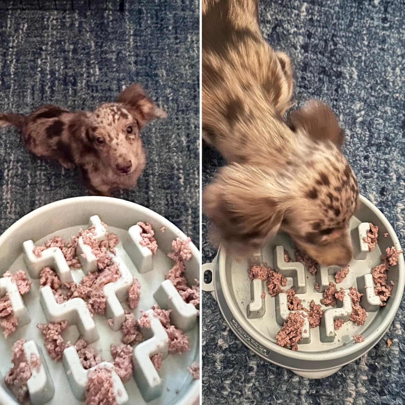 Outward Hound Fun Feeder Slo Bowl - Large 4-Cup Capacity, Slow Feeding, Medium to Large Dogs, Non-Slip, Turquoise, Drop Pattern customer photo 2