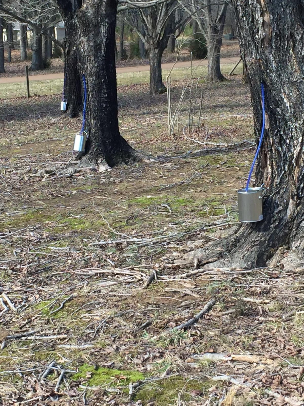 MAPLE TAPPER Maple Syrup Tree Tapping Kit – (10) Spiles + (10) 3' Tubes + (1) 1 QT Maple Sap Filter + 80 Page Book “Guide to Maple Tapping