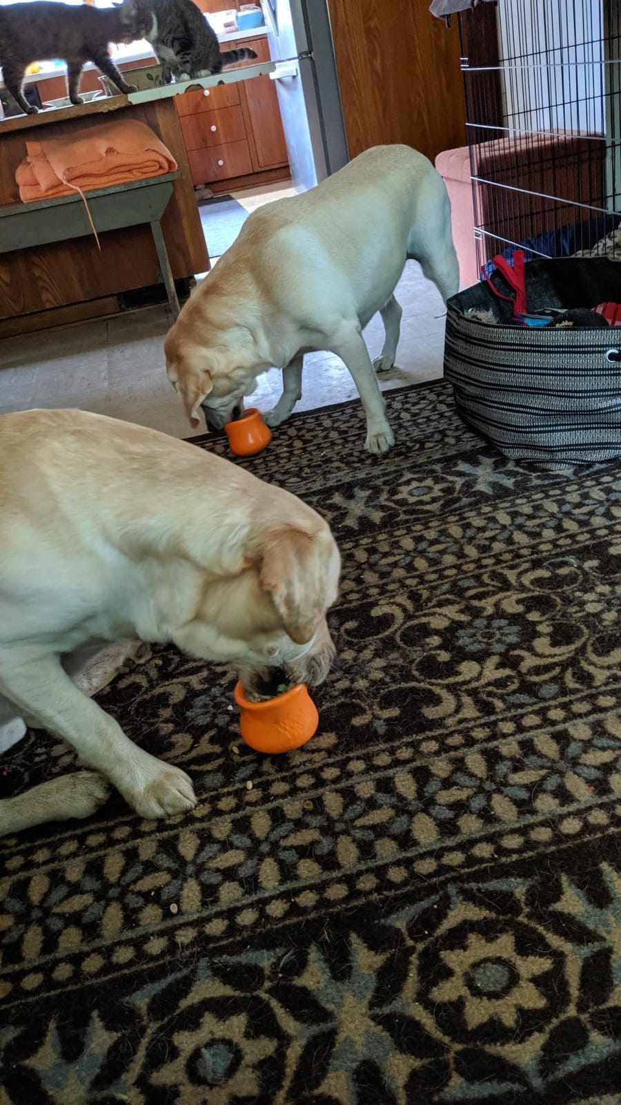 West Paw Zogoflex Toppl Interactive Treat Dispensing Puzzle Dog Toy for Mental Stimulation & Enrichment-Holds Kibble & Treats-Lickable, Freezable & Dishwasher Safe-Made in USA-Large-Granny Smith Green customer photo 1