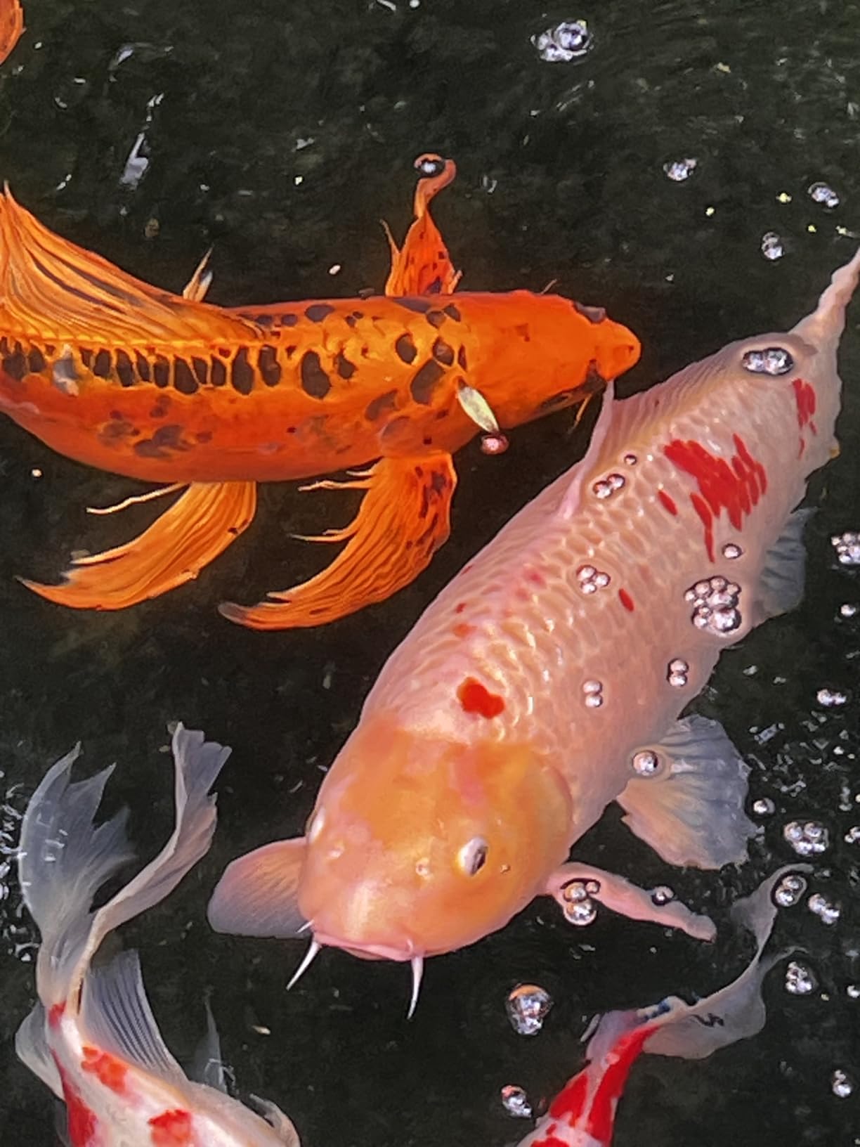 CrystalClear PondAir 2 Complete Aeration Kit, Koi & Fish Ponds Bubbler customer photo 2
