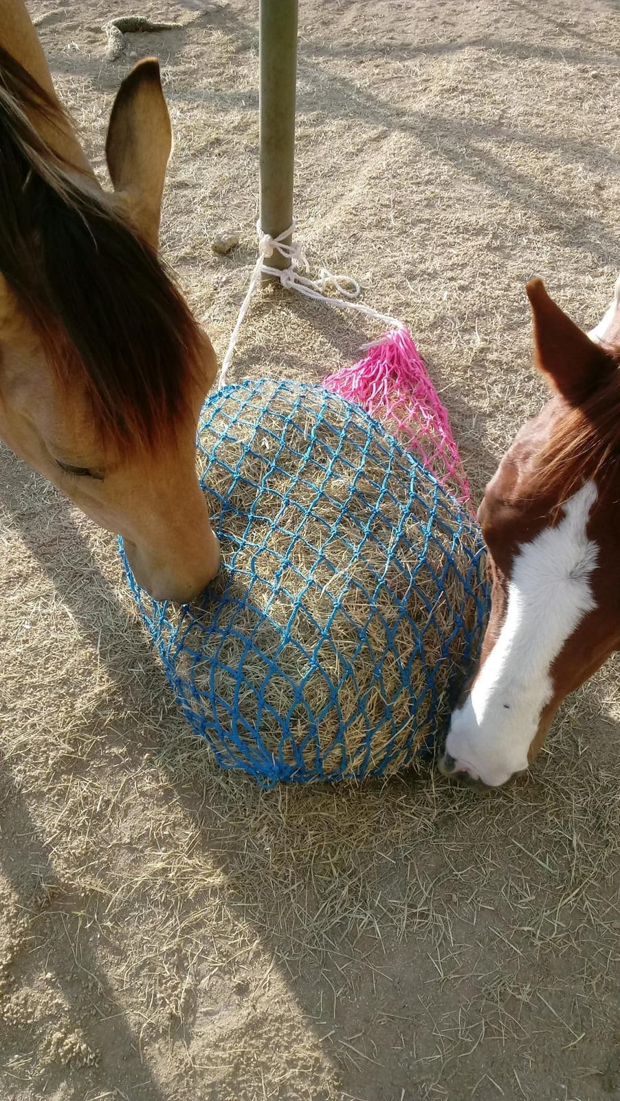 Weaver Equine Slow Feed Hay Net, 36” Small Hole Synthetic Rope Horse Hay Feeder for Slower Feeding, Ideal Horse Hay Net for Horse or Goat Shows customer photo 1