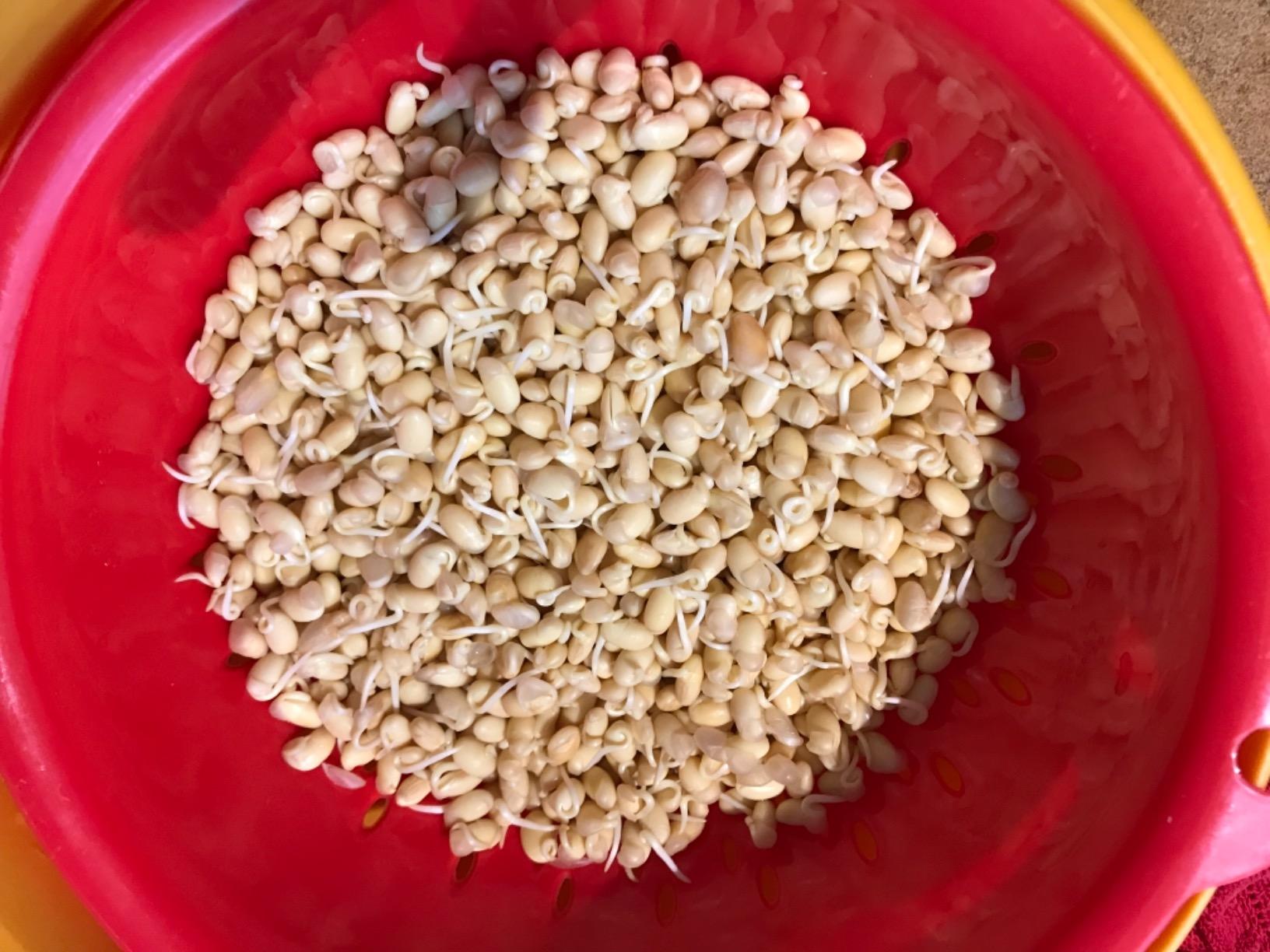 Signature Soy NON-GMO Soybeans for Natto 13 Lbs. FRESH CROP customer photo 1