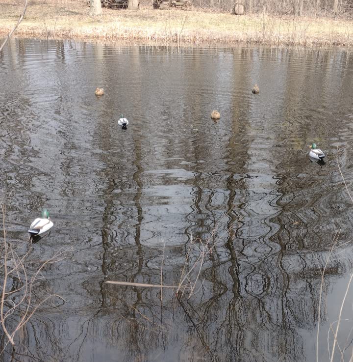 Flambeau Outdoors Storm Front 2 Mallard Decoys, Classic Floaters, 6-Pack customer photo 1